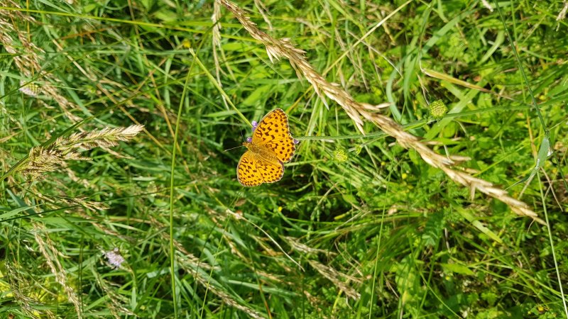 PAPILLON. NACRE DE LA RONCE sur SCABIEUSE, Prairie  rue P Avezard FAY. v1 . BRUNO GODET